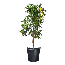 Nature - Ritzi Container Zwart 50L - Met Handgreep -Tuin Buitenwinkel nature ritzi container zwart 50l met handgreep plantencontainer 3