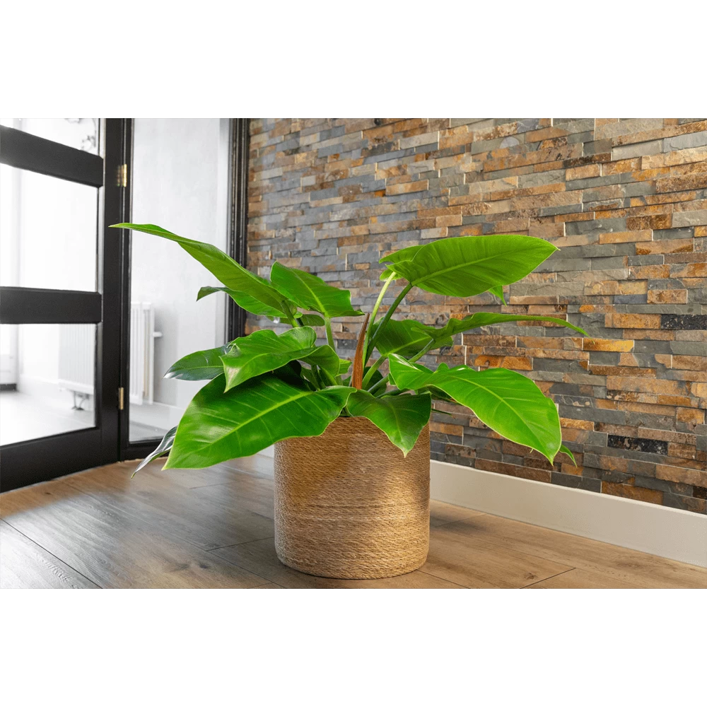 Plantenmand Stef - D38 X H38cm - Naturel 2 Plantenmand Stef - D38 X H38cm - Naturel - Afbeelding 2