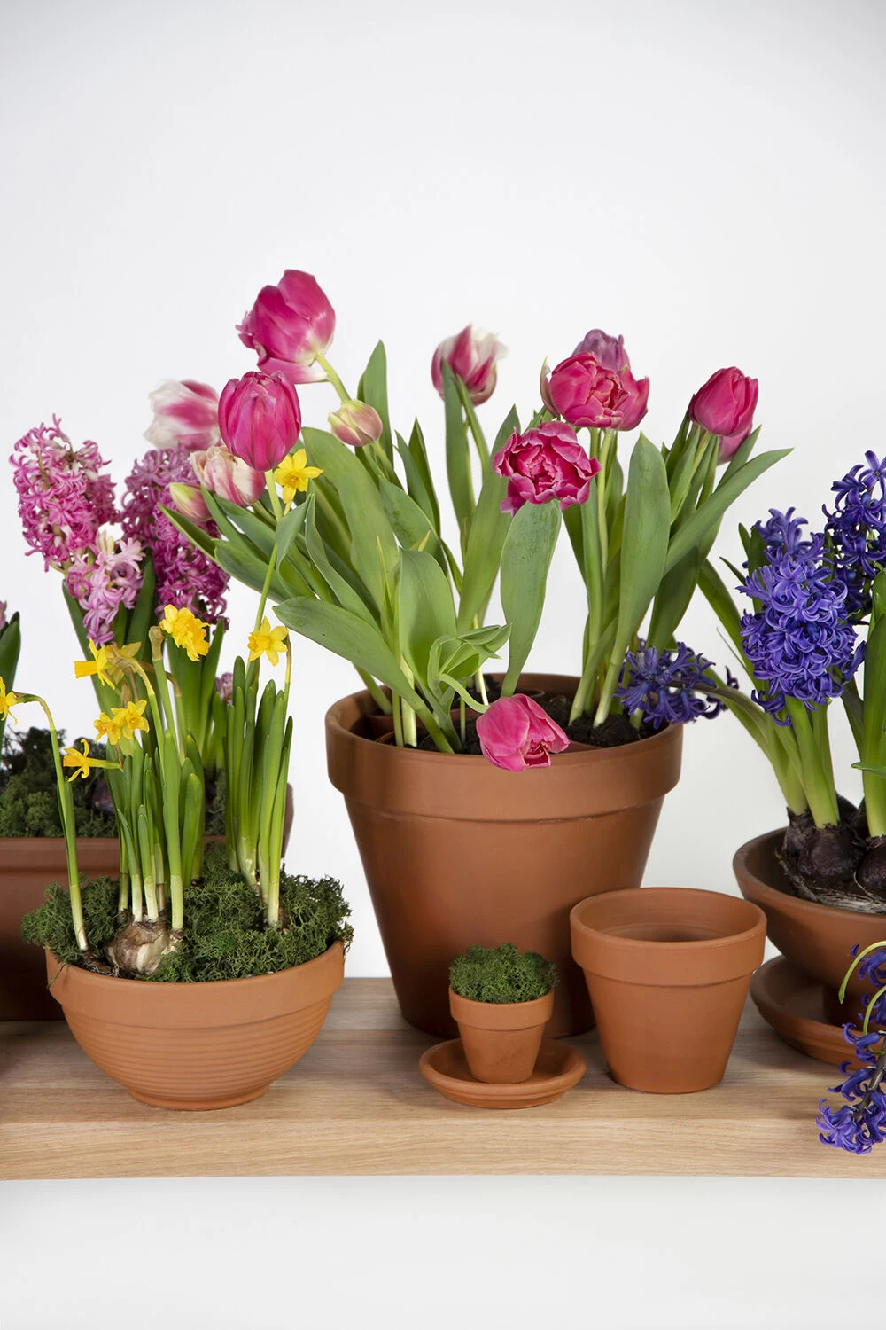 Plantenschotel Sottovaso - D41 X H5cm - Oranje 2 Plantenschotel Sottovaso - D41 X H5cm - Oranje - Afbeelding 2