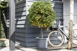 Plantenschotel Elho Universeel Rond 48cm - Antraciet 7 Plantenschotel Elho Universeel Rond 48cm - Antraciet -Tuin Buitenwinkel universele schotel rond 48cm schotel antraciet 7 13